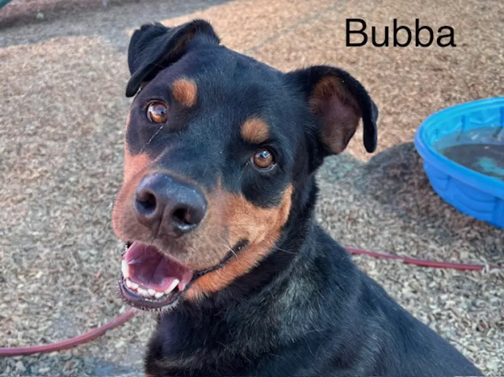 BUBBA