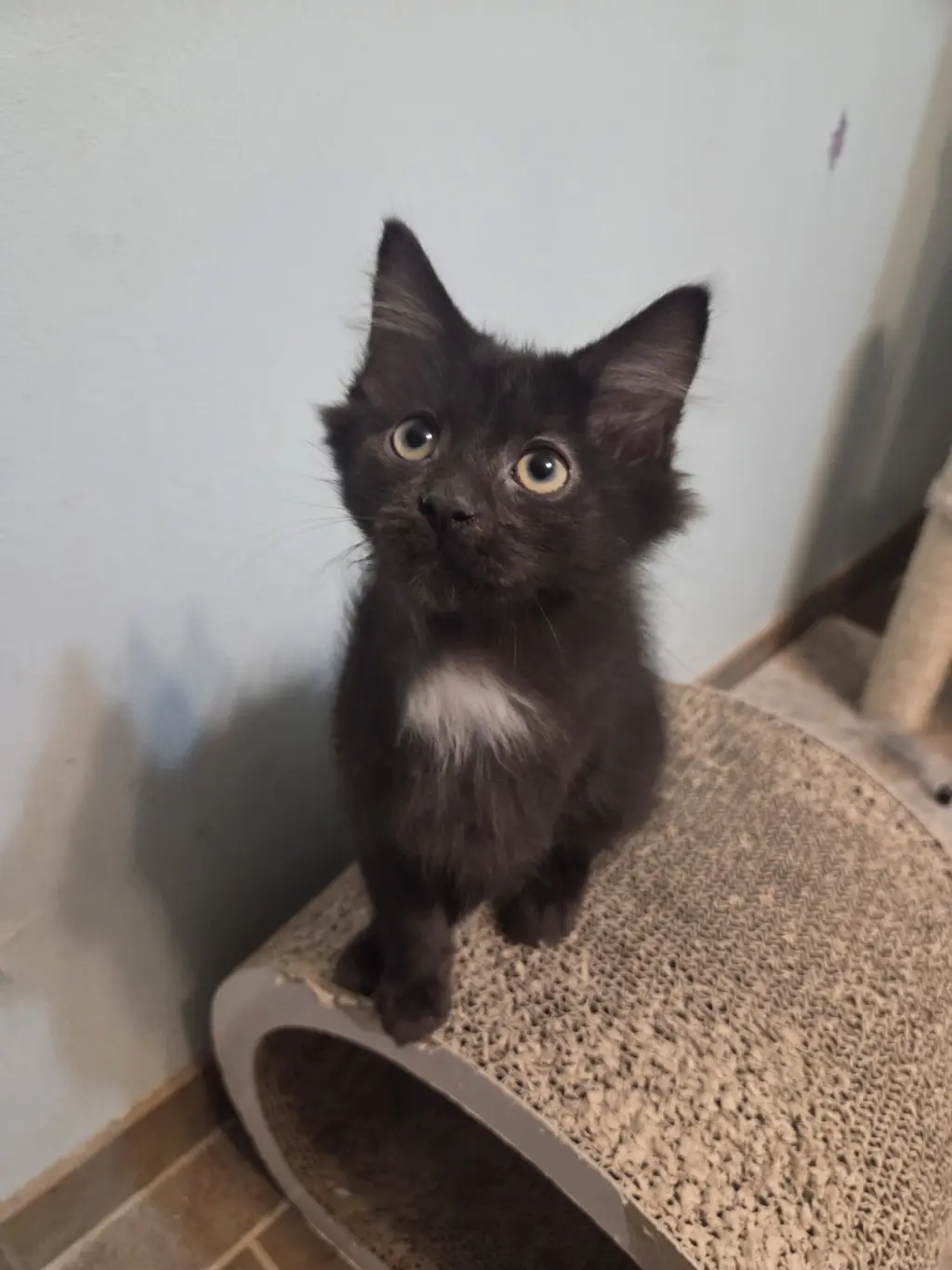 Beetle KITTEN