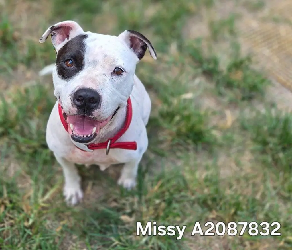 MISSY