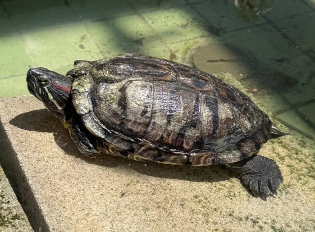 TURTLE