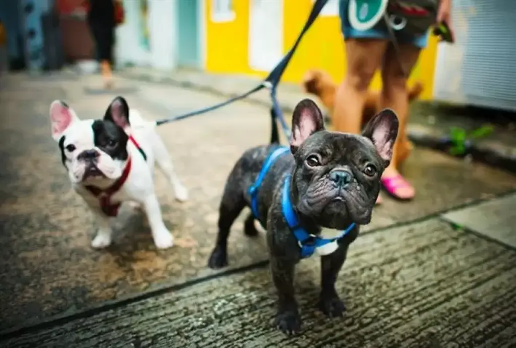 Cuido mascotas