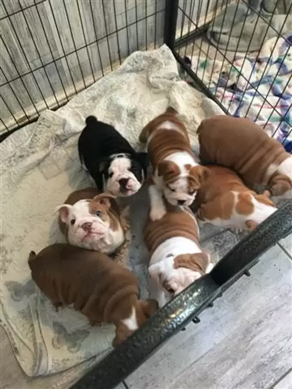 English Bulldog Puppies