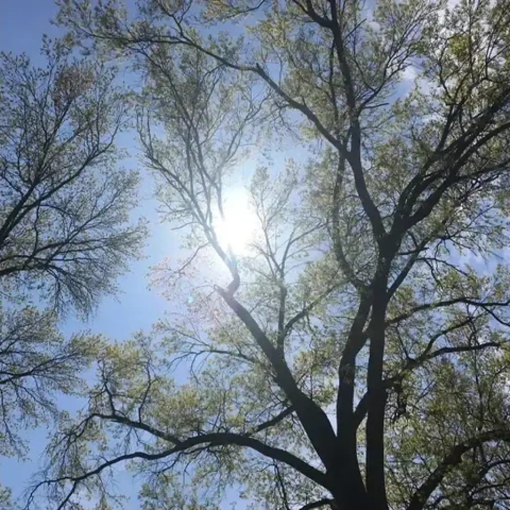 A. Tree Trimming