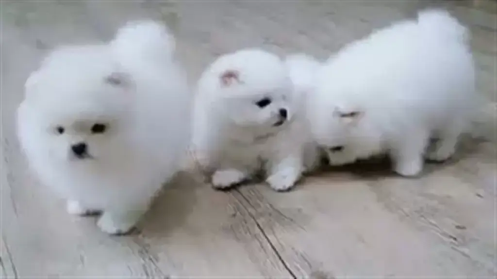 2 cachorros de Pomerania
