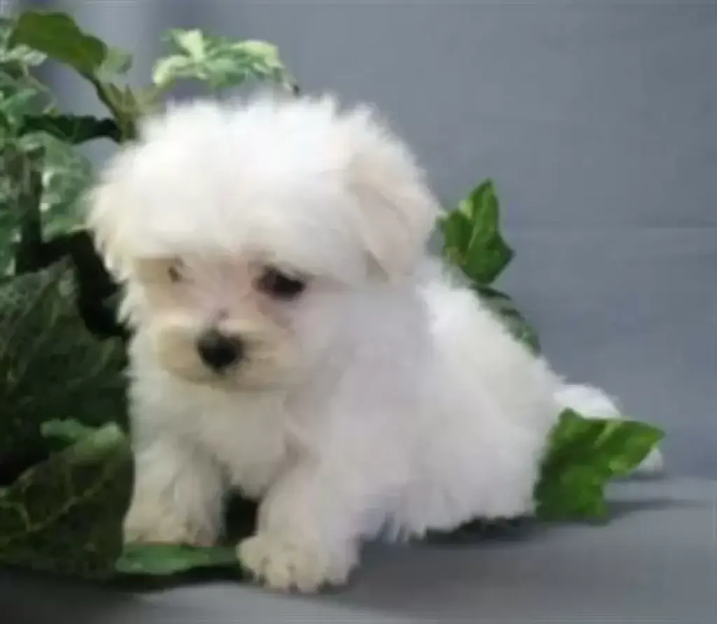 Cachorros malteses sanos de 12
