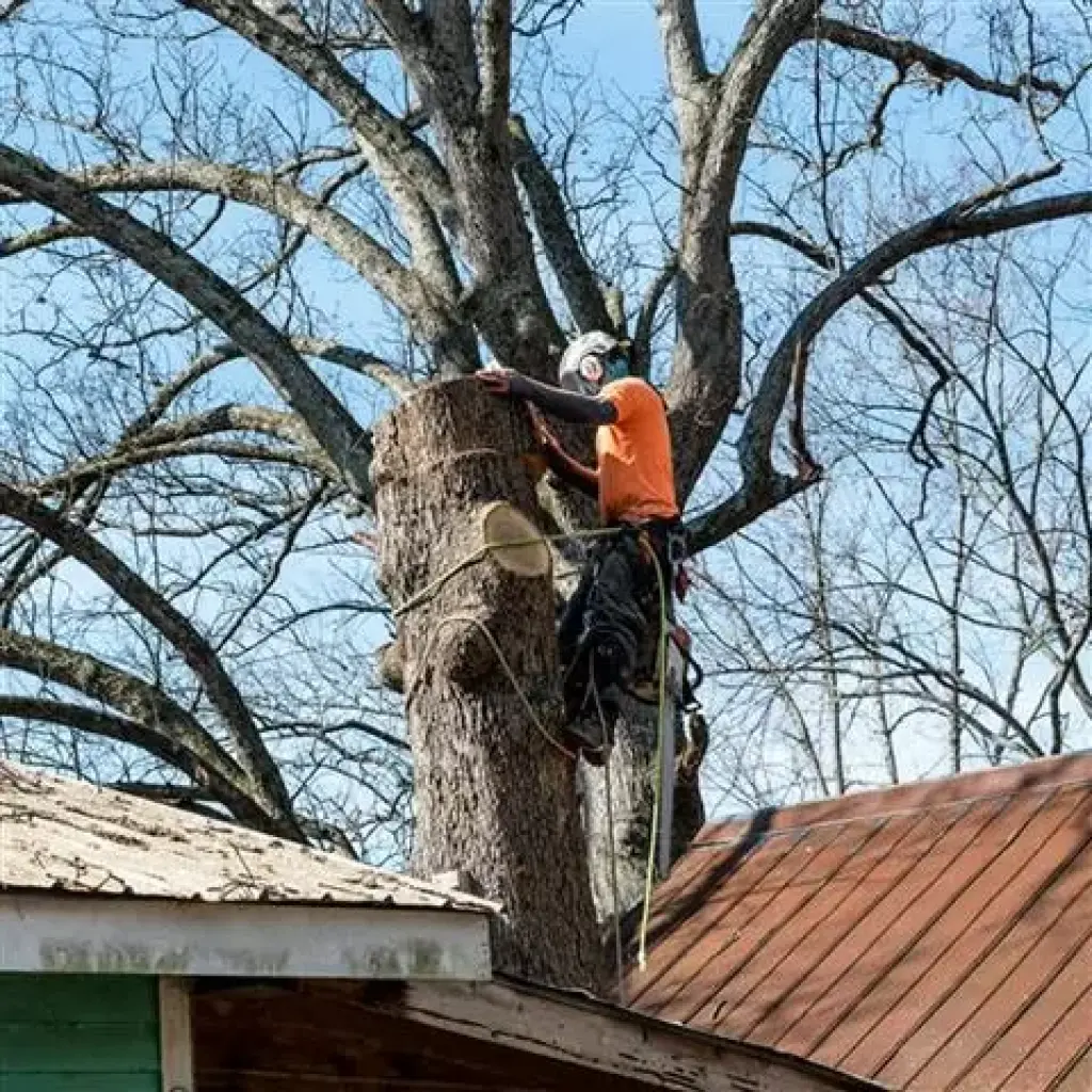 LEO TREE SERVICES