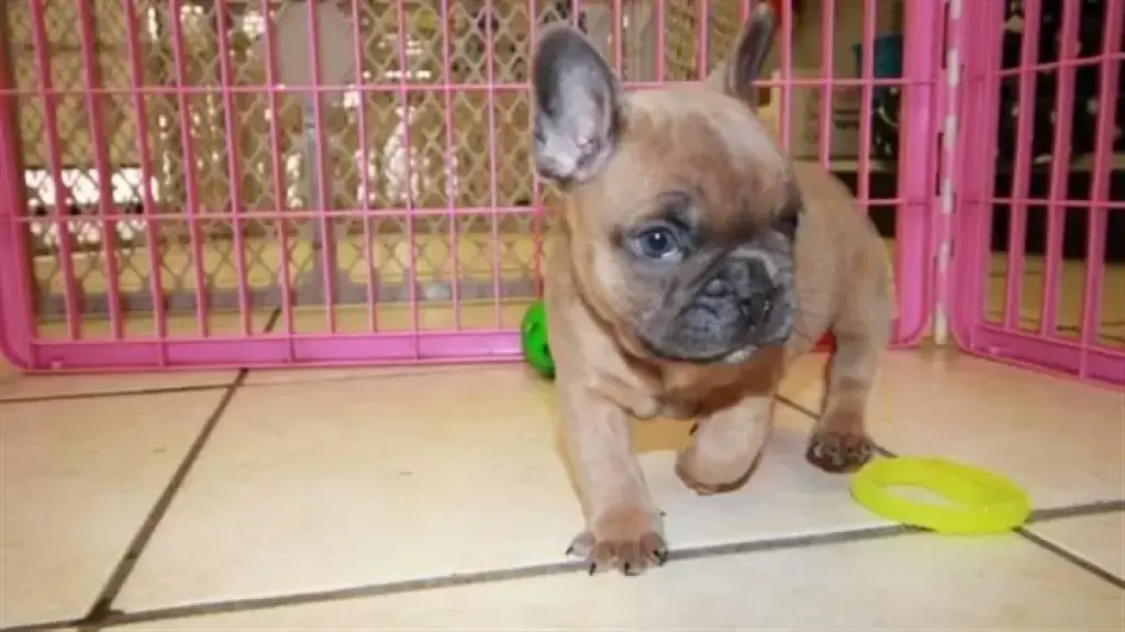 Cachorros de bulldog francés