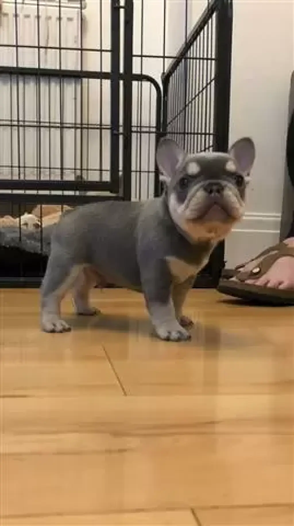 Cachorros  bulldog francés