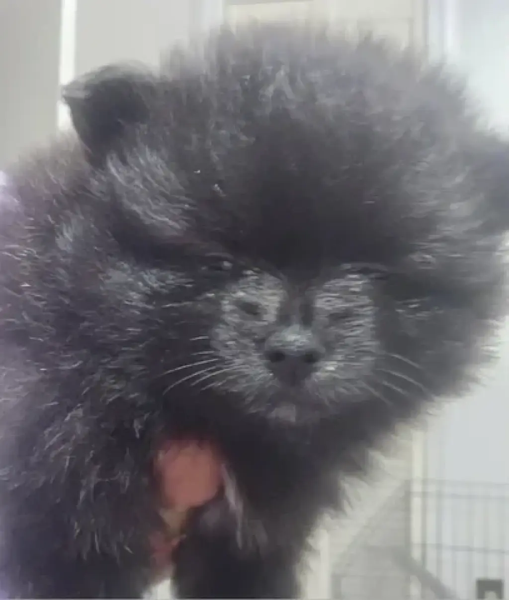 2 POMERANIAN HEMBRAS🐕