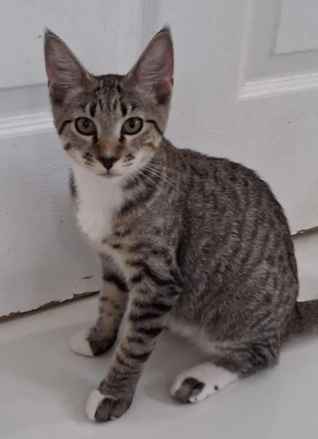 Zina - PSP Foster Home