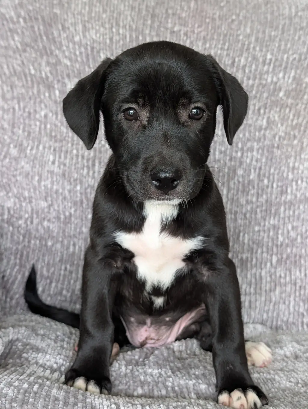 Heidi - the black and white puppy