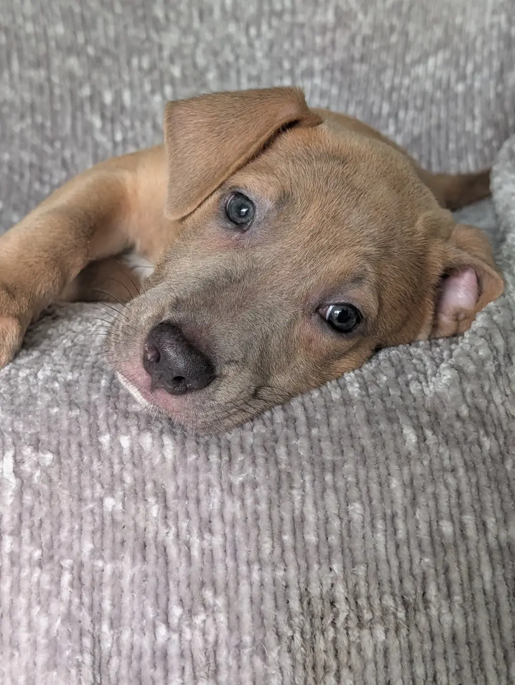 Violet - the fawn puppy