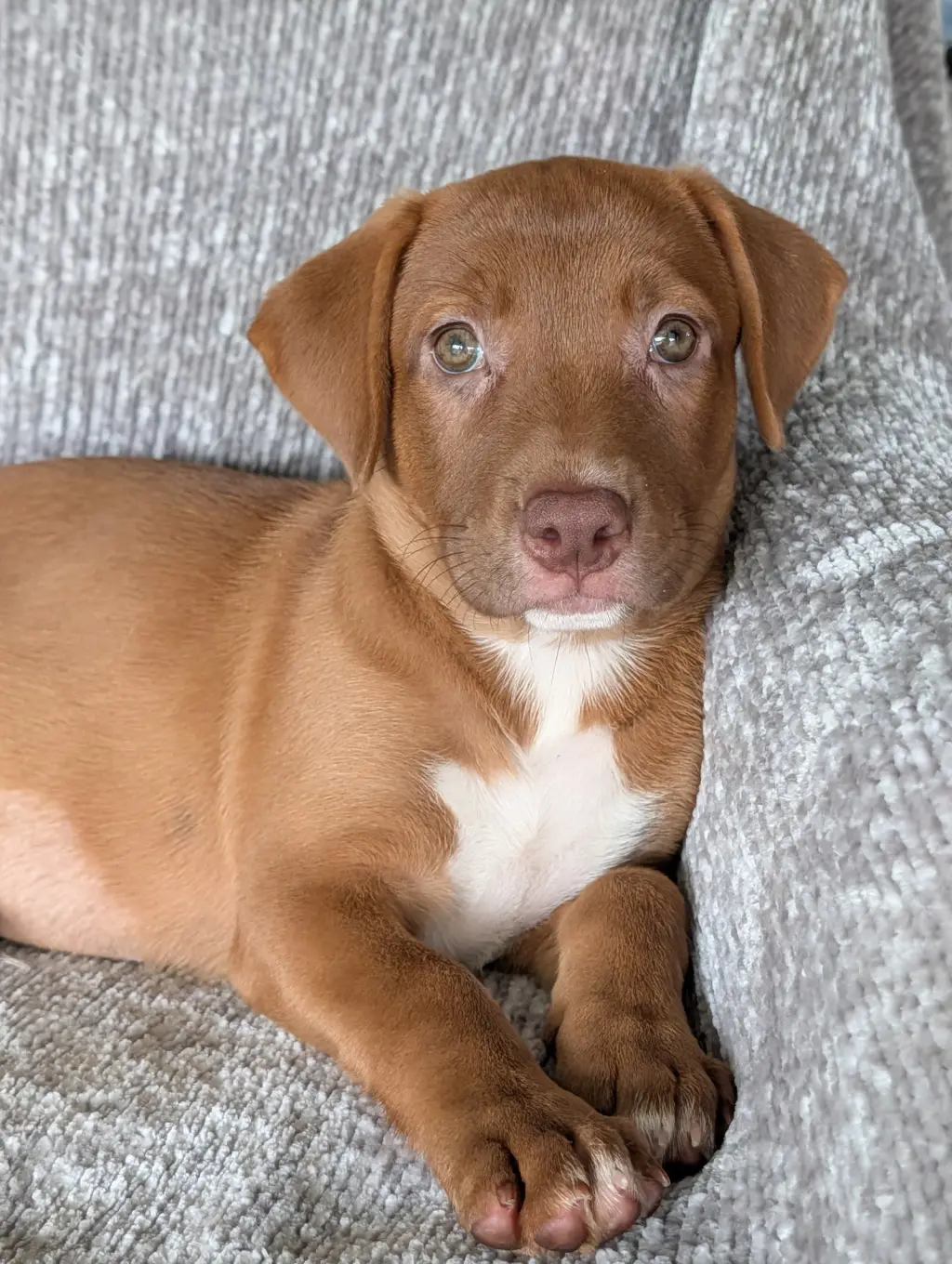 Ginger - No More Applications, Please!