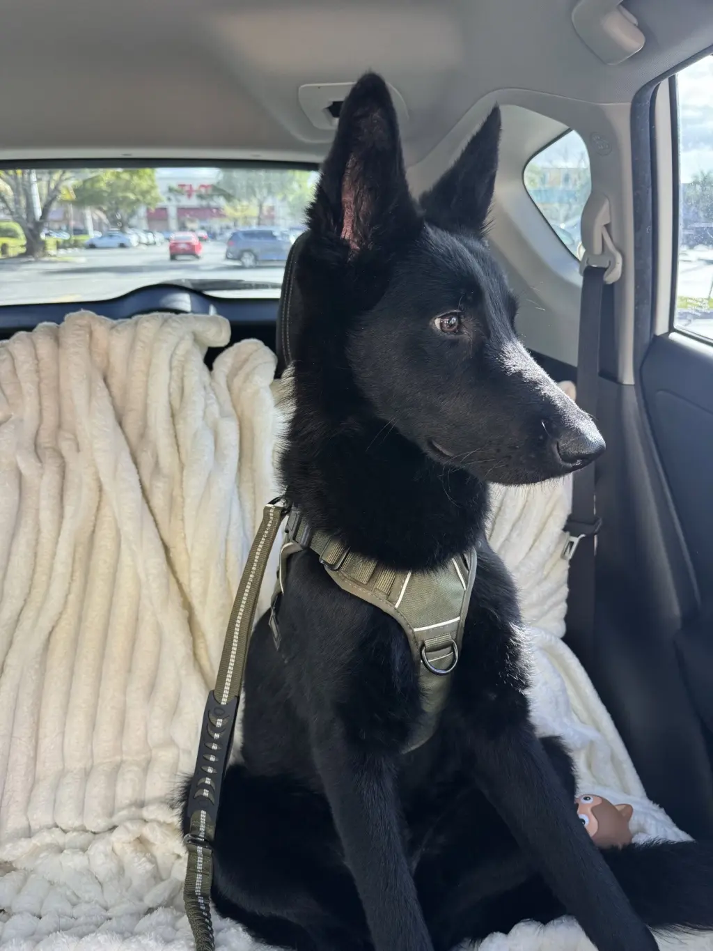 Odin