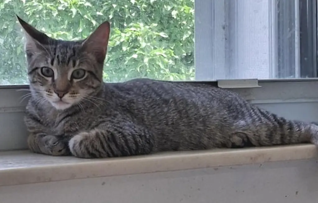 Zack - PSP Foster Home