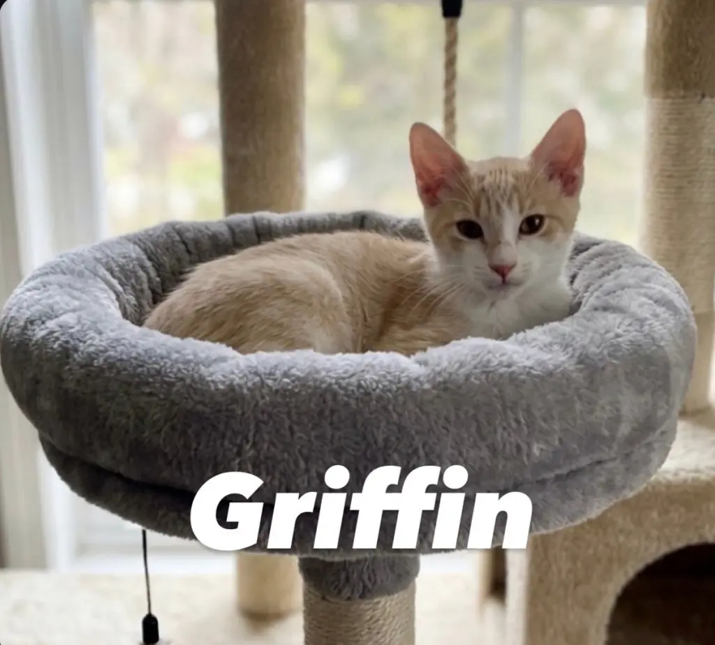 Griffin