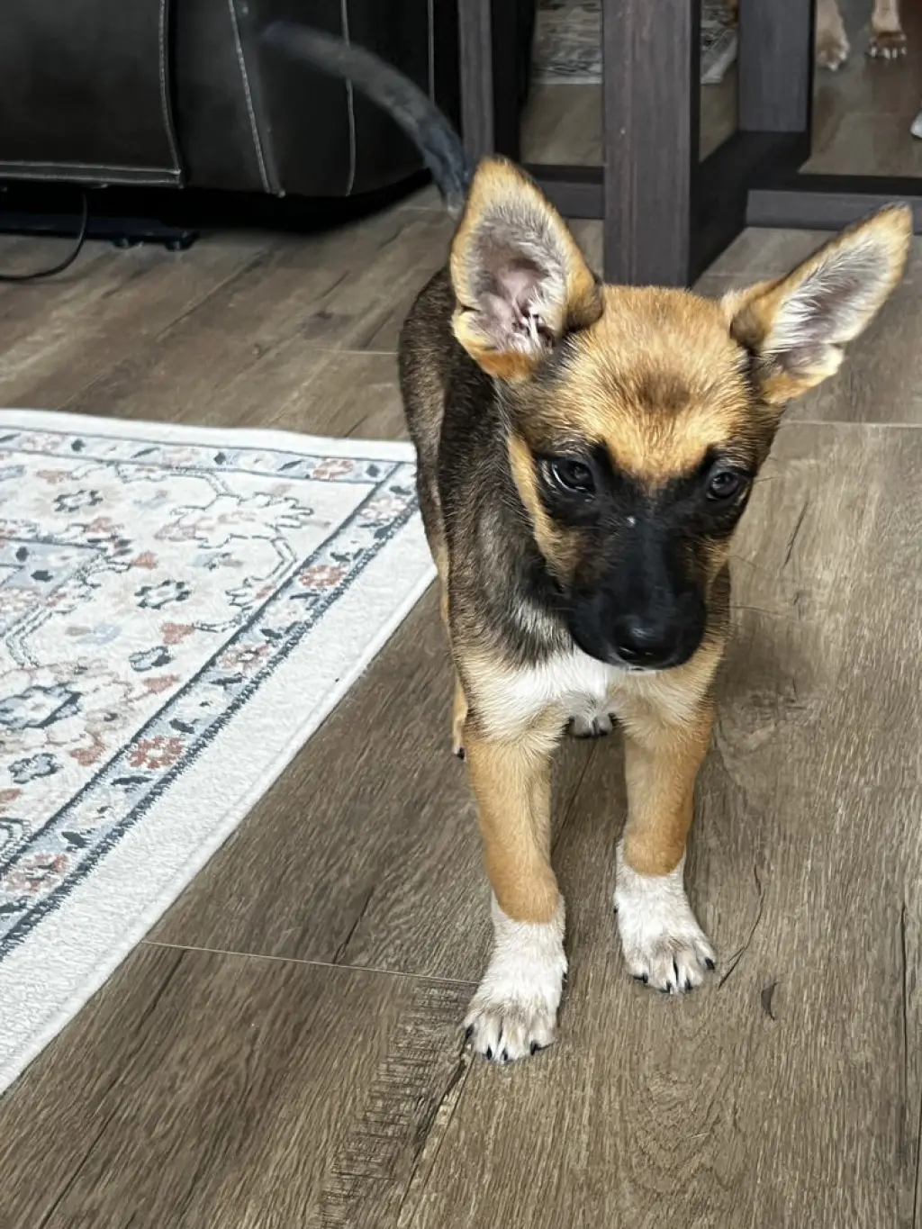 Kenji