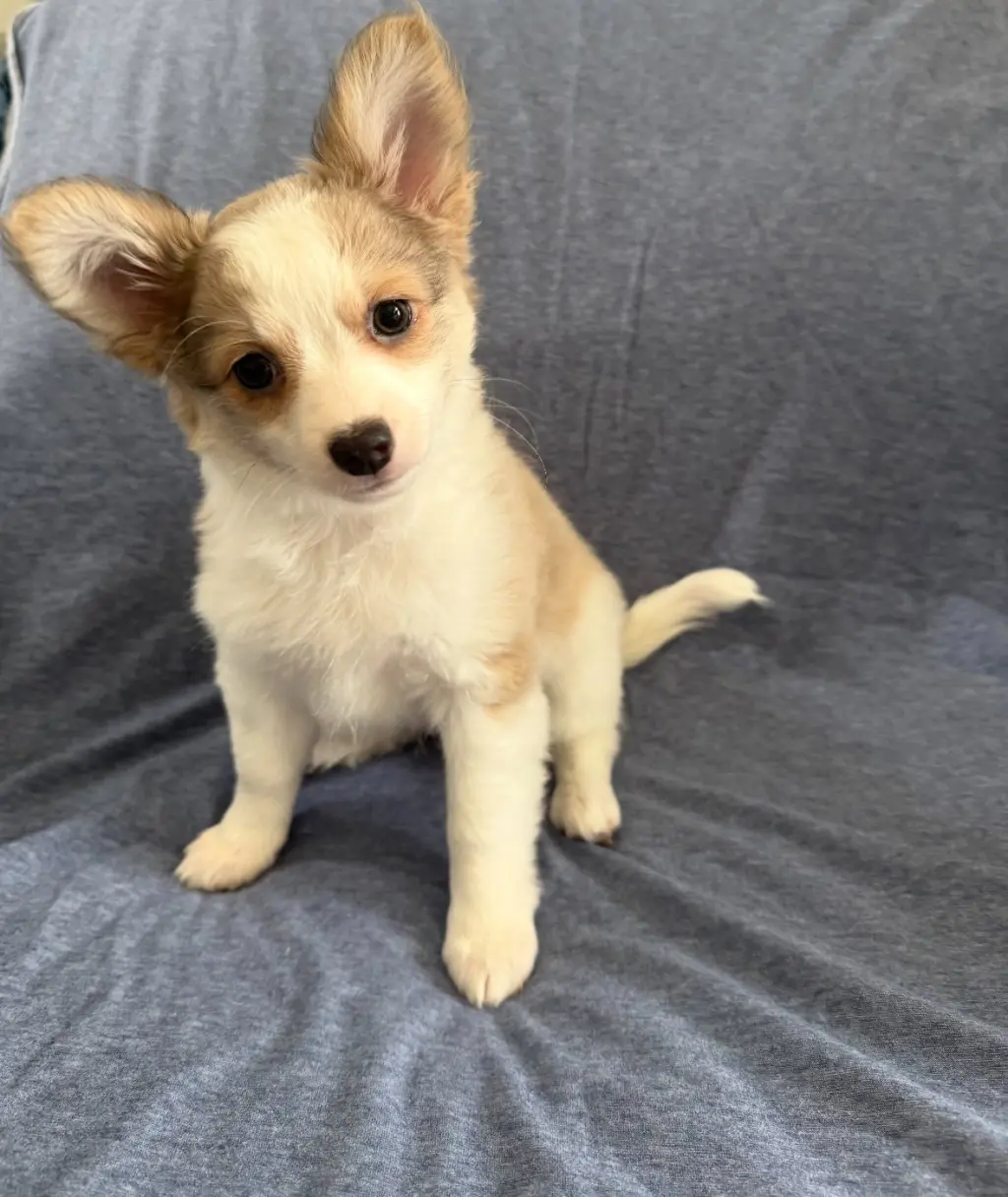 Pollen - ADOPTION PENDING