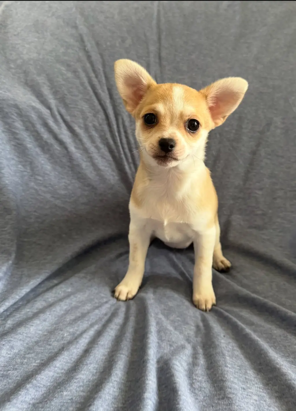 Nectar - ADOPTION PENDING