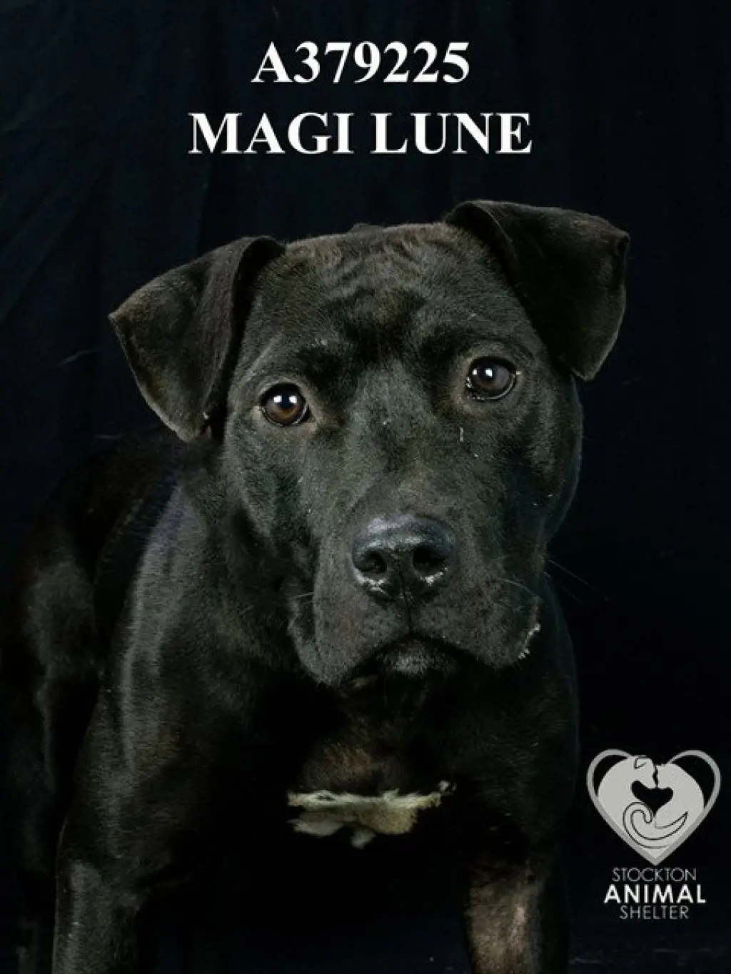 MAGI LUNE