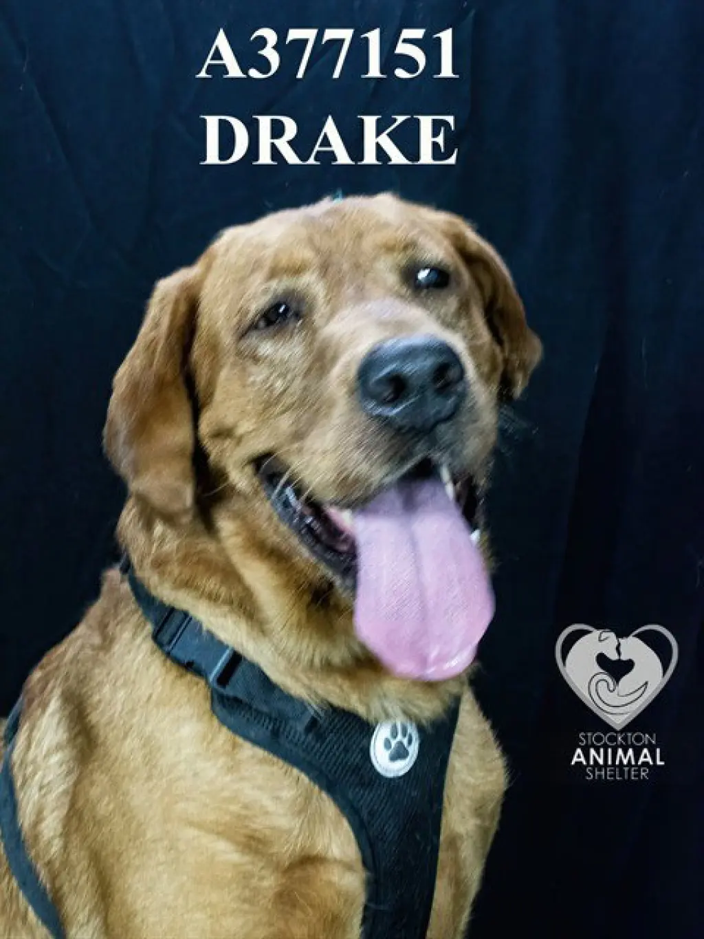 DRAKE