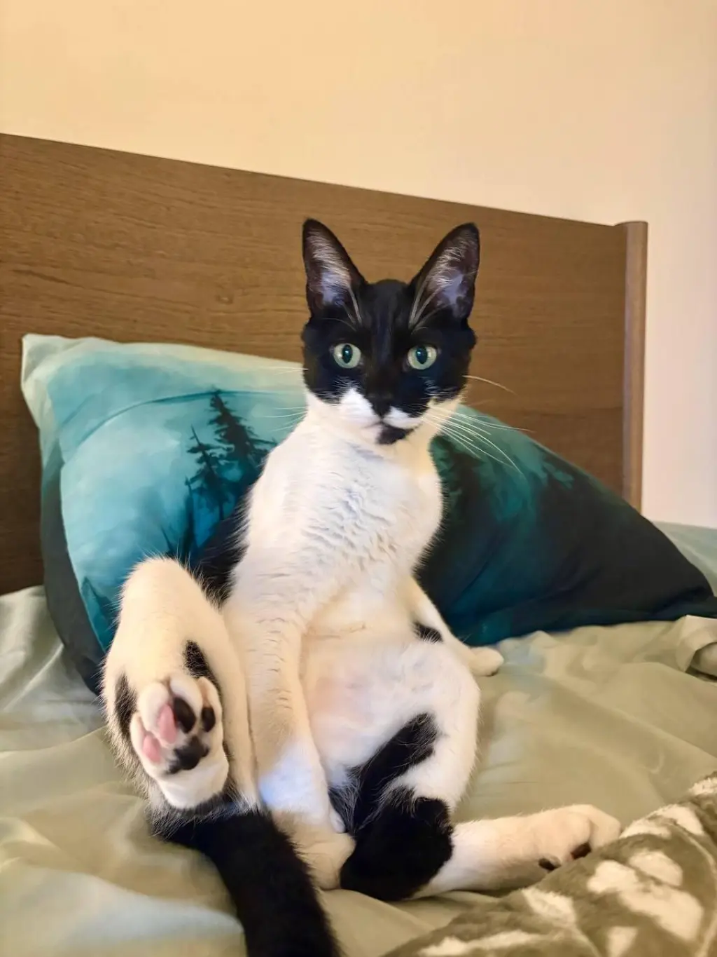 Oreo