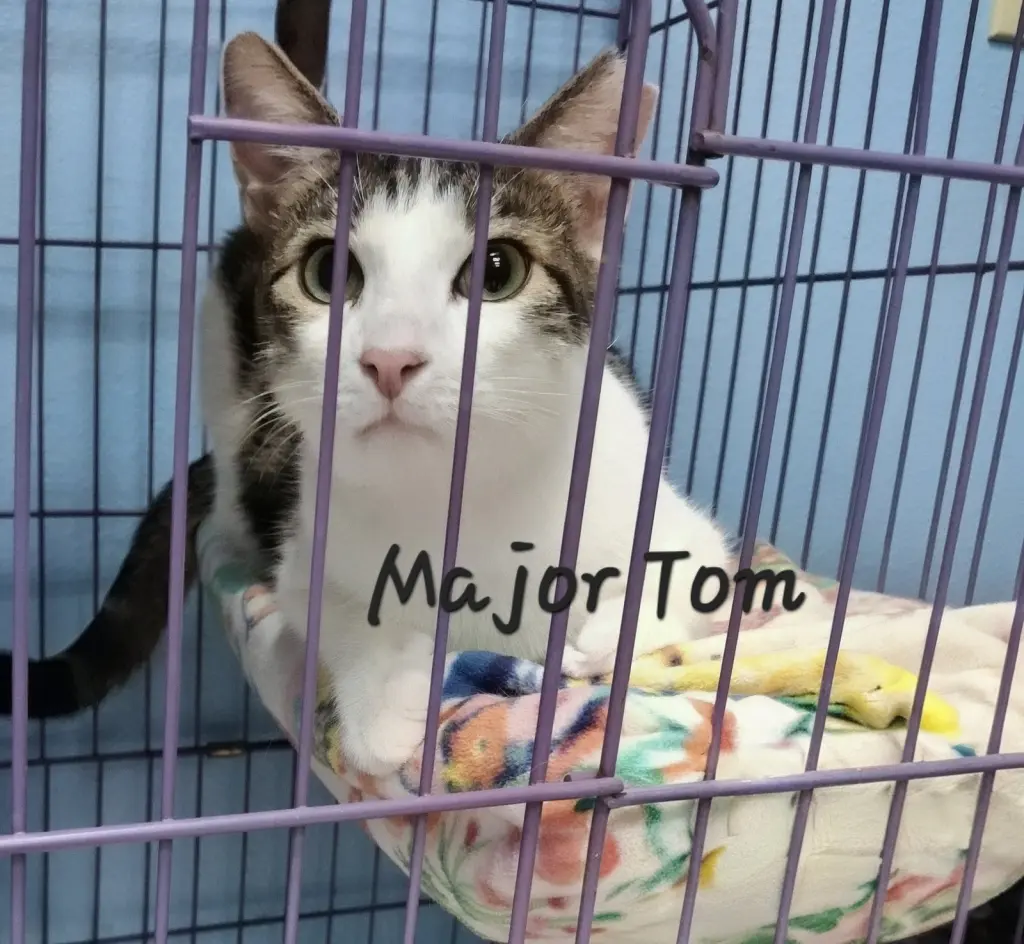Major Tom #mission-commander