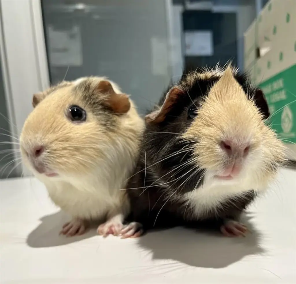 TOASTED MARSHMALLOW