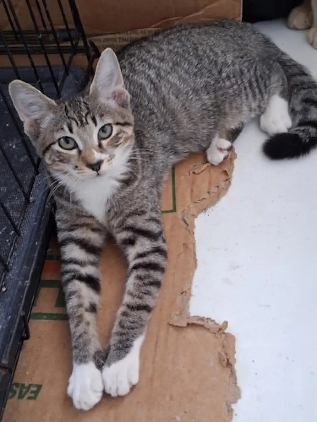 Zara - PSP Foster Home