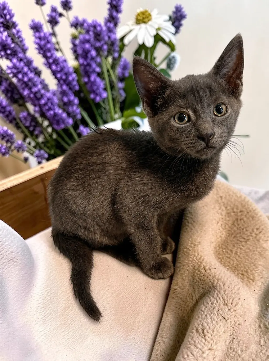 Graycie