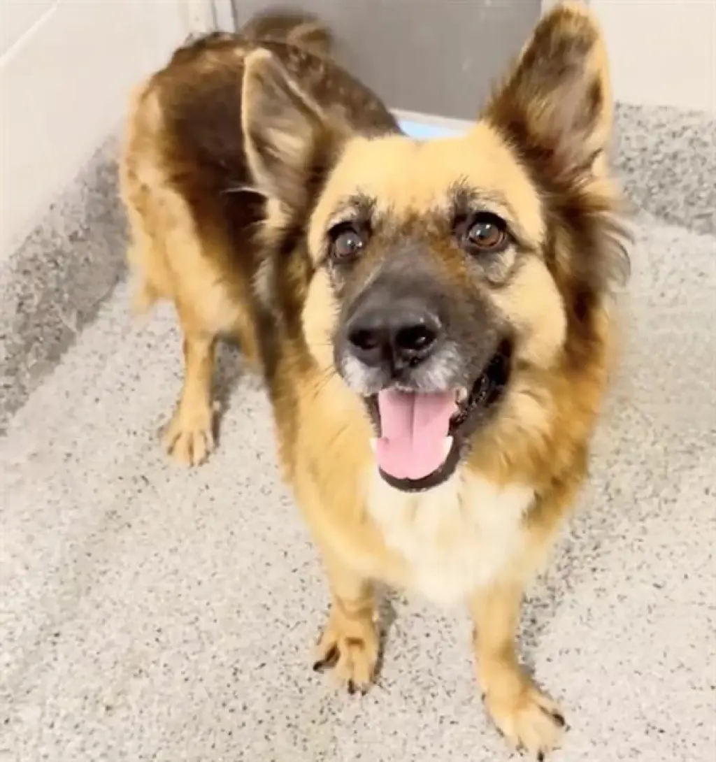 HEIDI