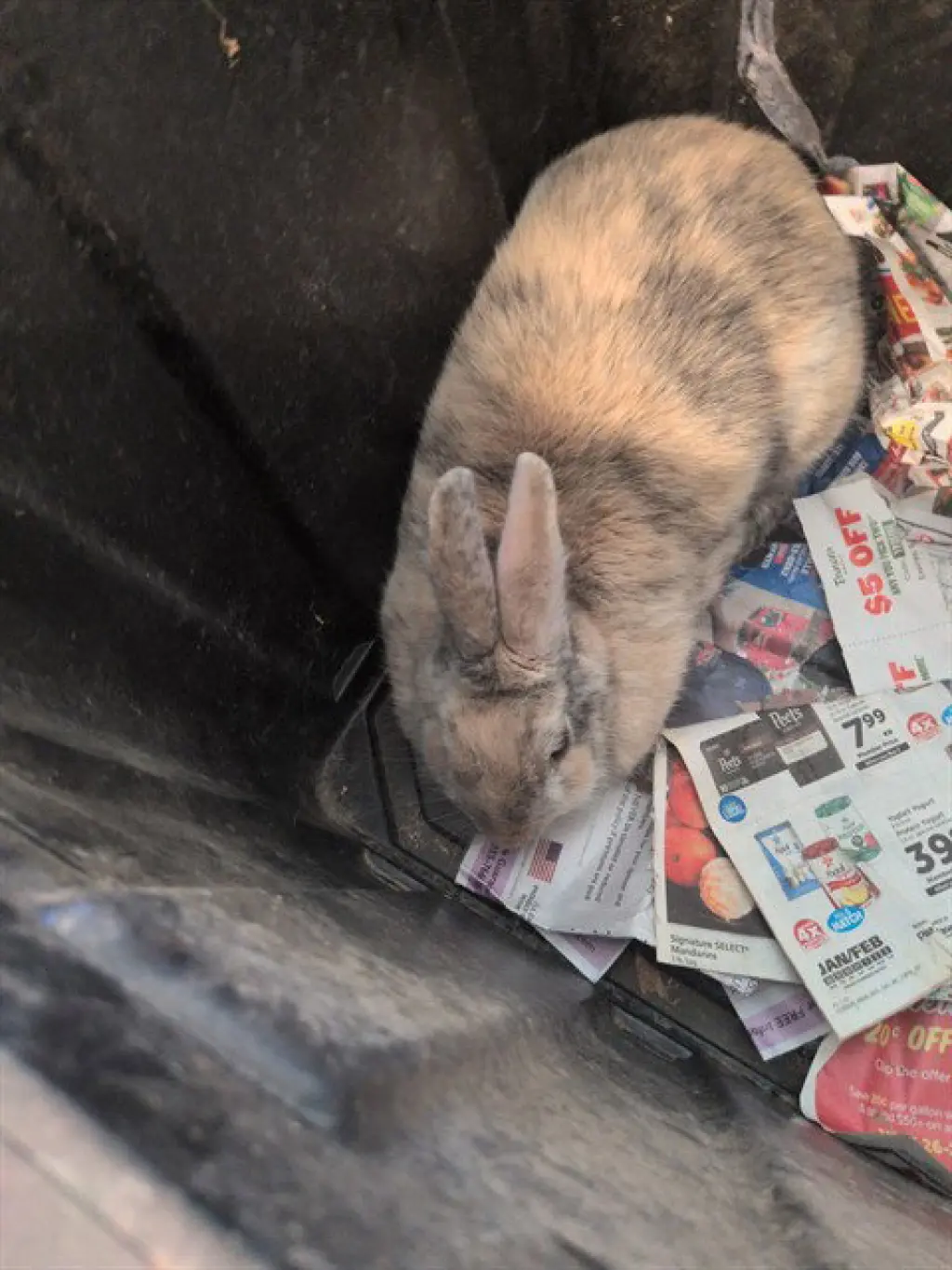 *JUDY HOPPS