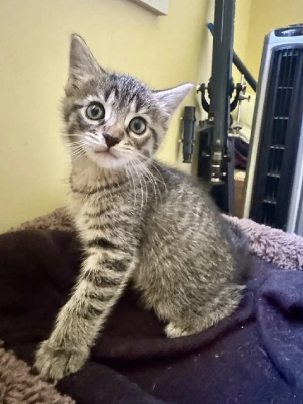 Georgie-In foster care