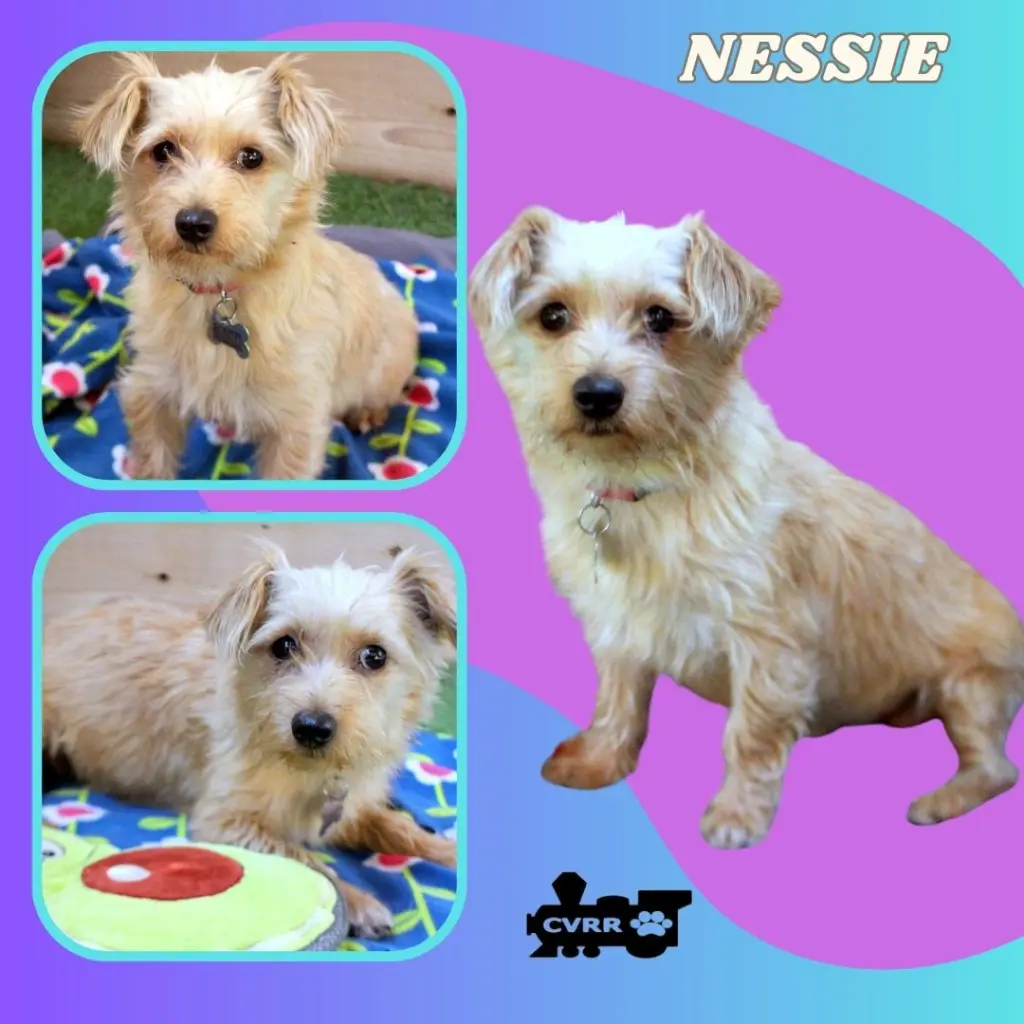 Nessie
