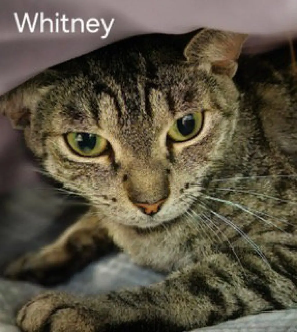 Whitney