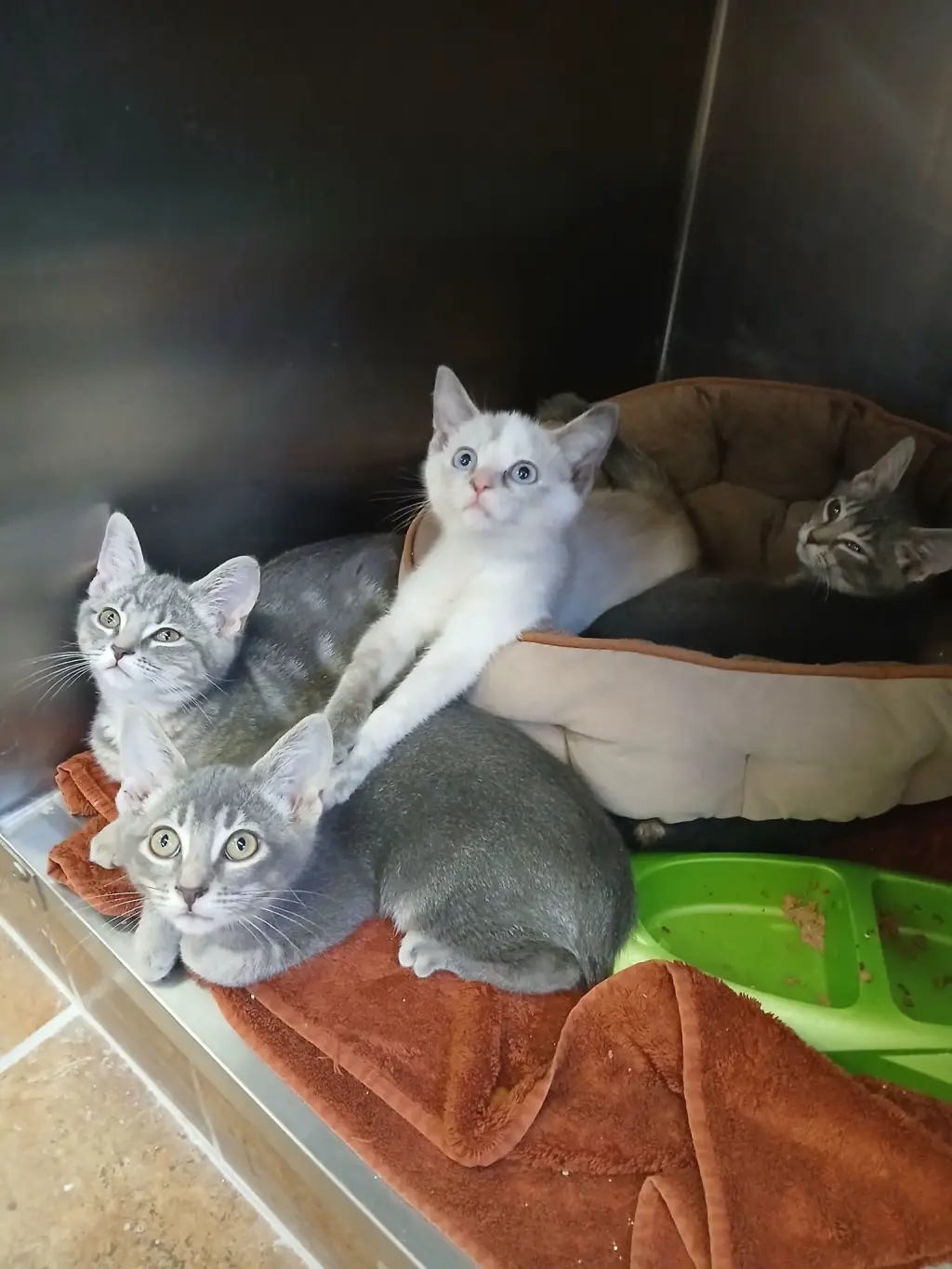 Kittens-Grey