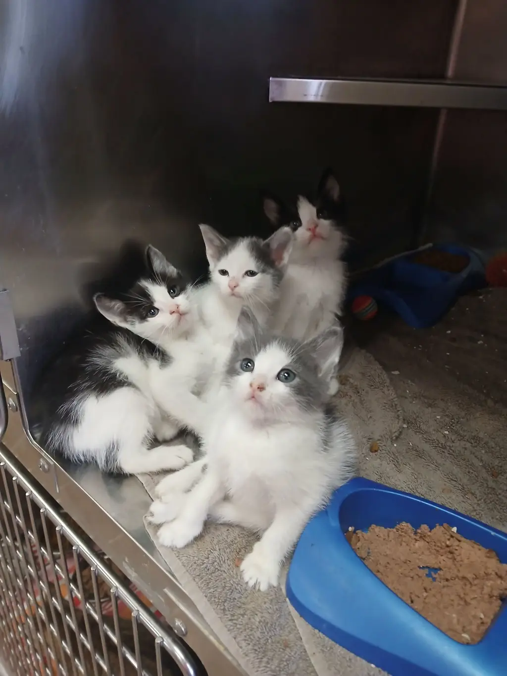 Kittens-Males Grey white