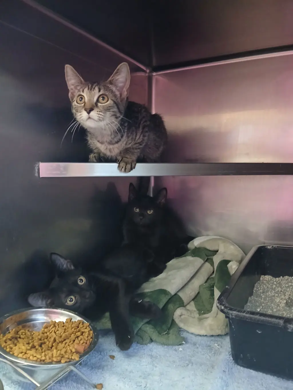 Kittens Black and Tabbys
