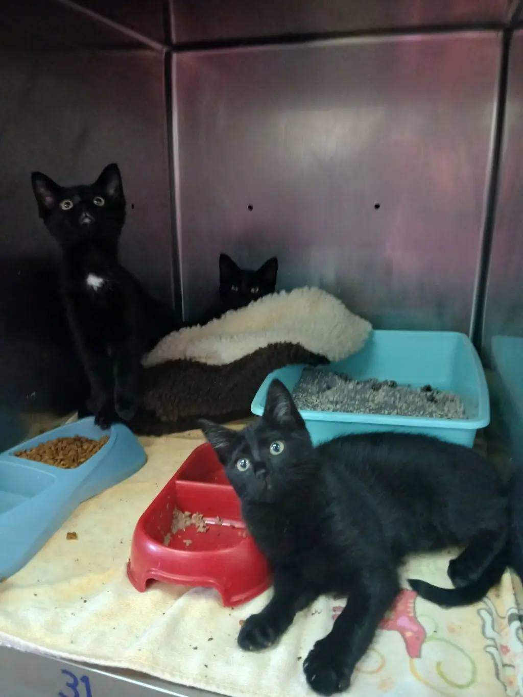 Kittens