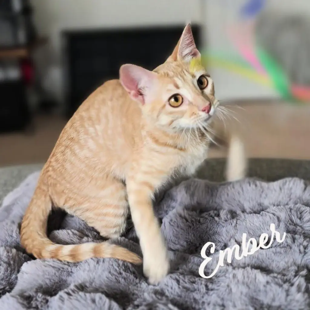 Ember #fuego-group