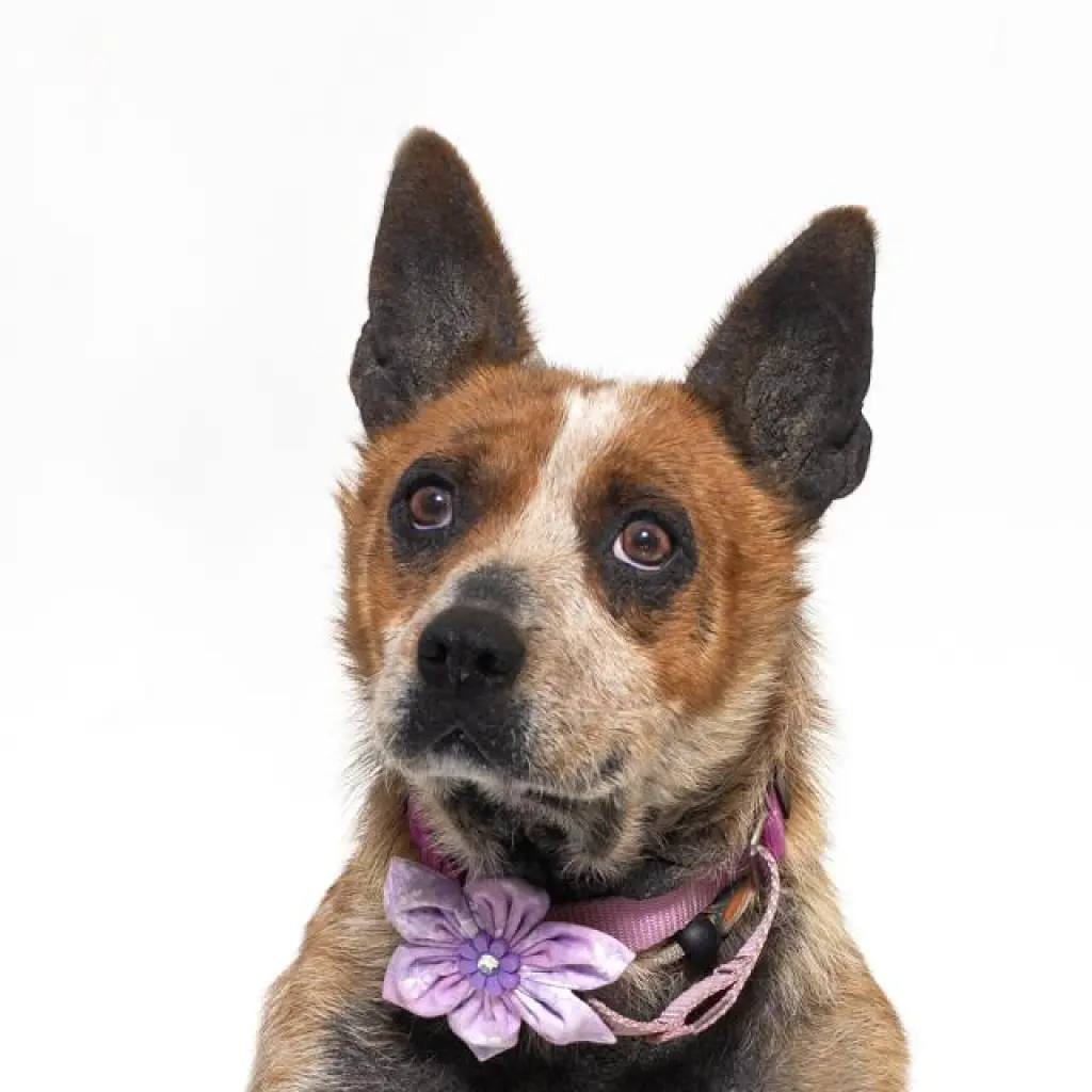 PENELOPE