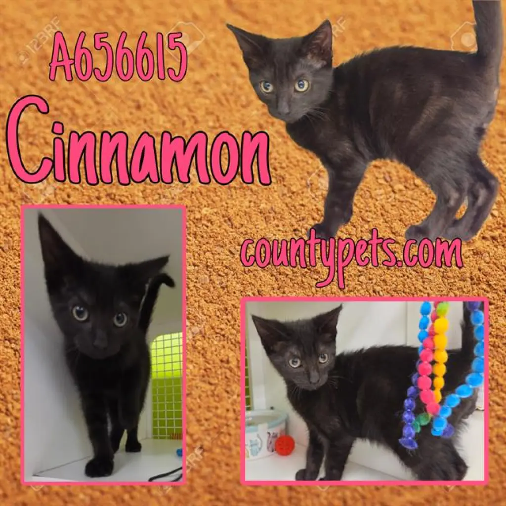 CINNAMON