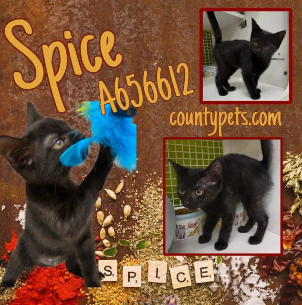 SPICE