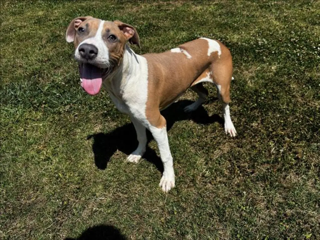 ROOSTER
