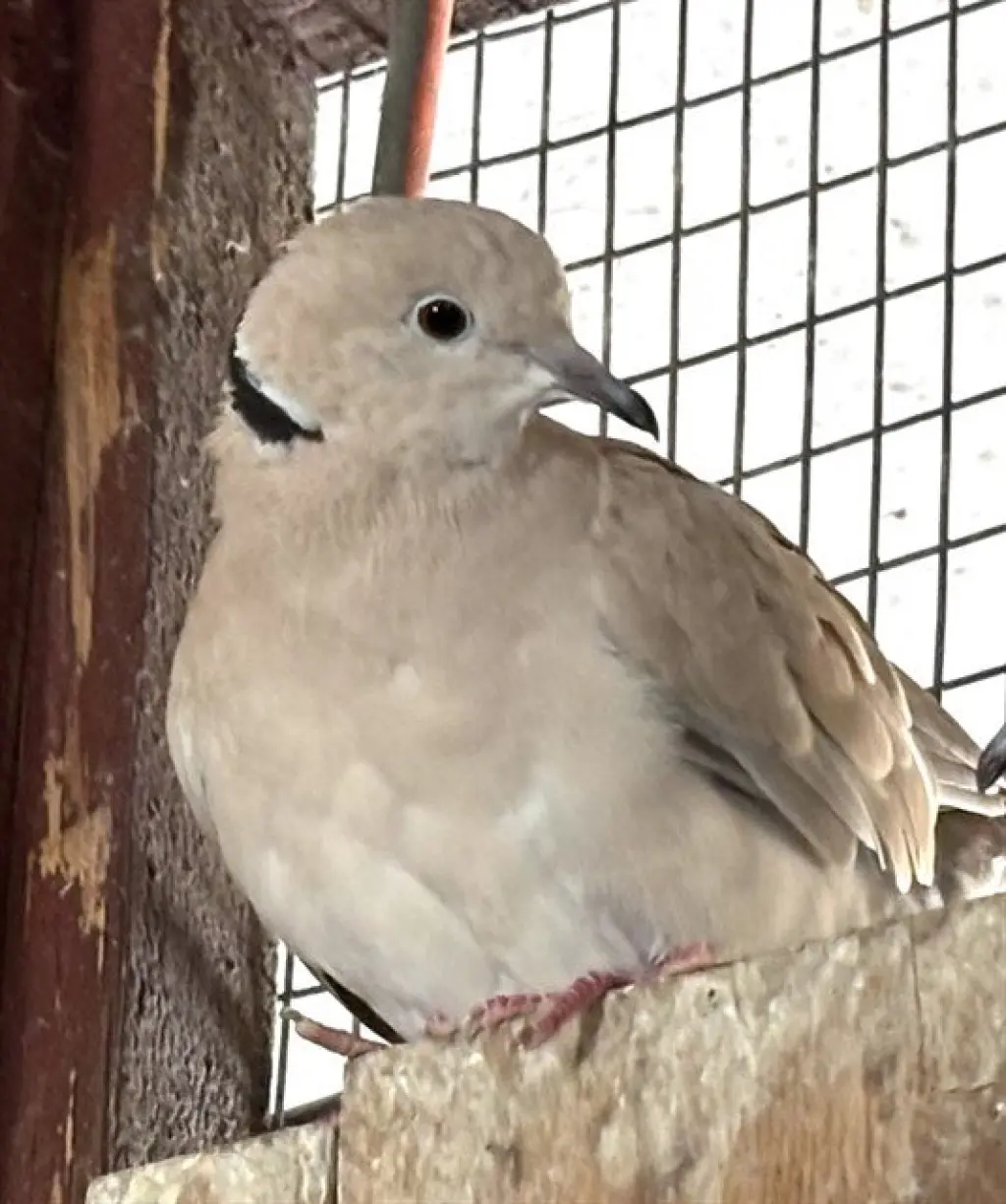 CHESTER
