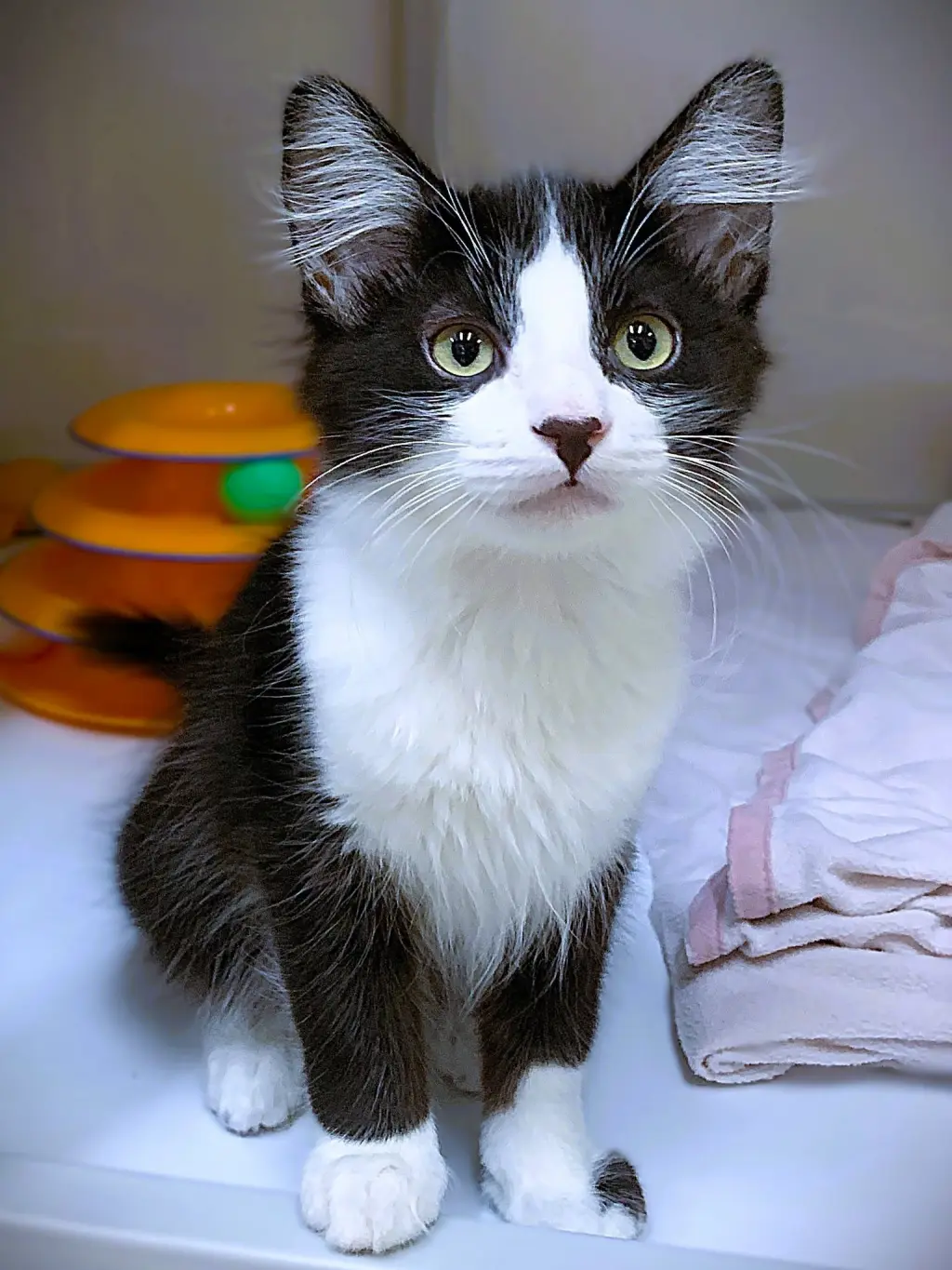 Kitten Wacky