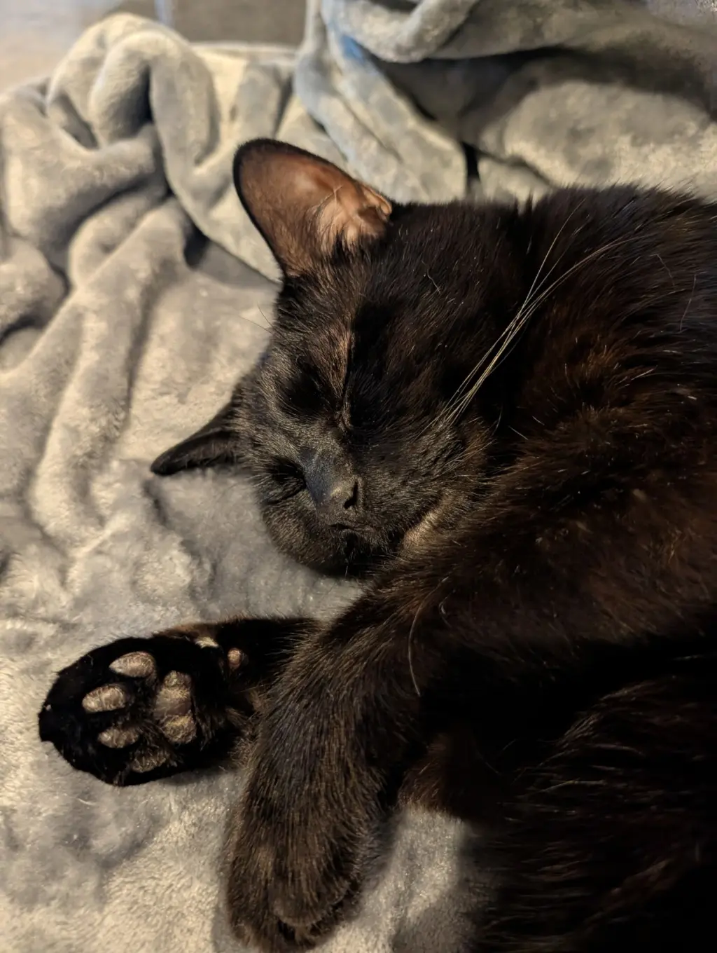 ZIGGY