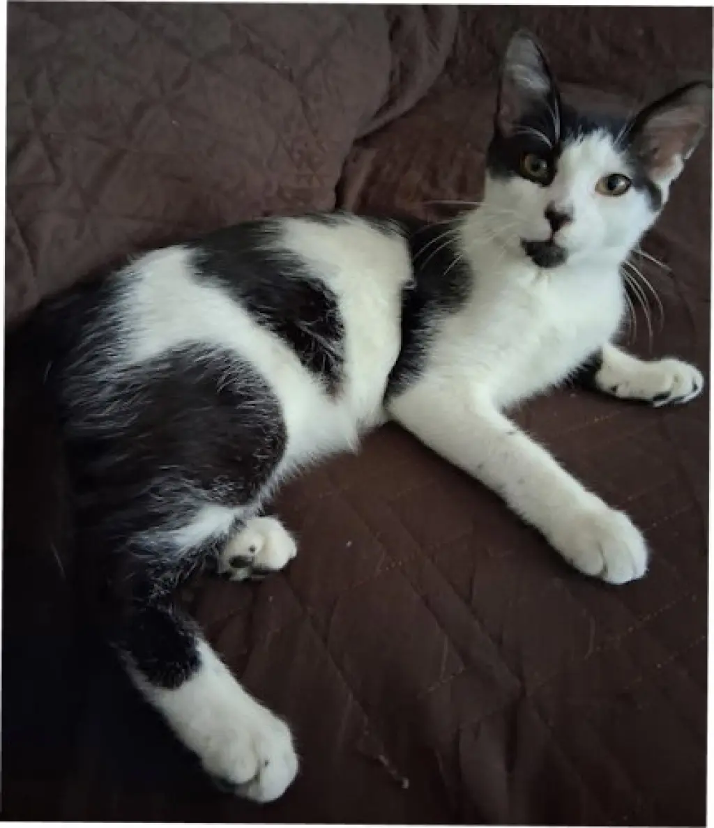 Prince - PSP Foster Home