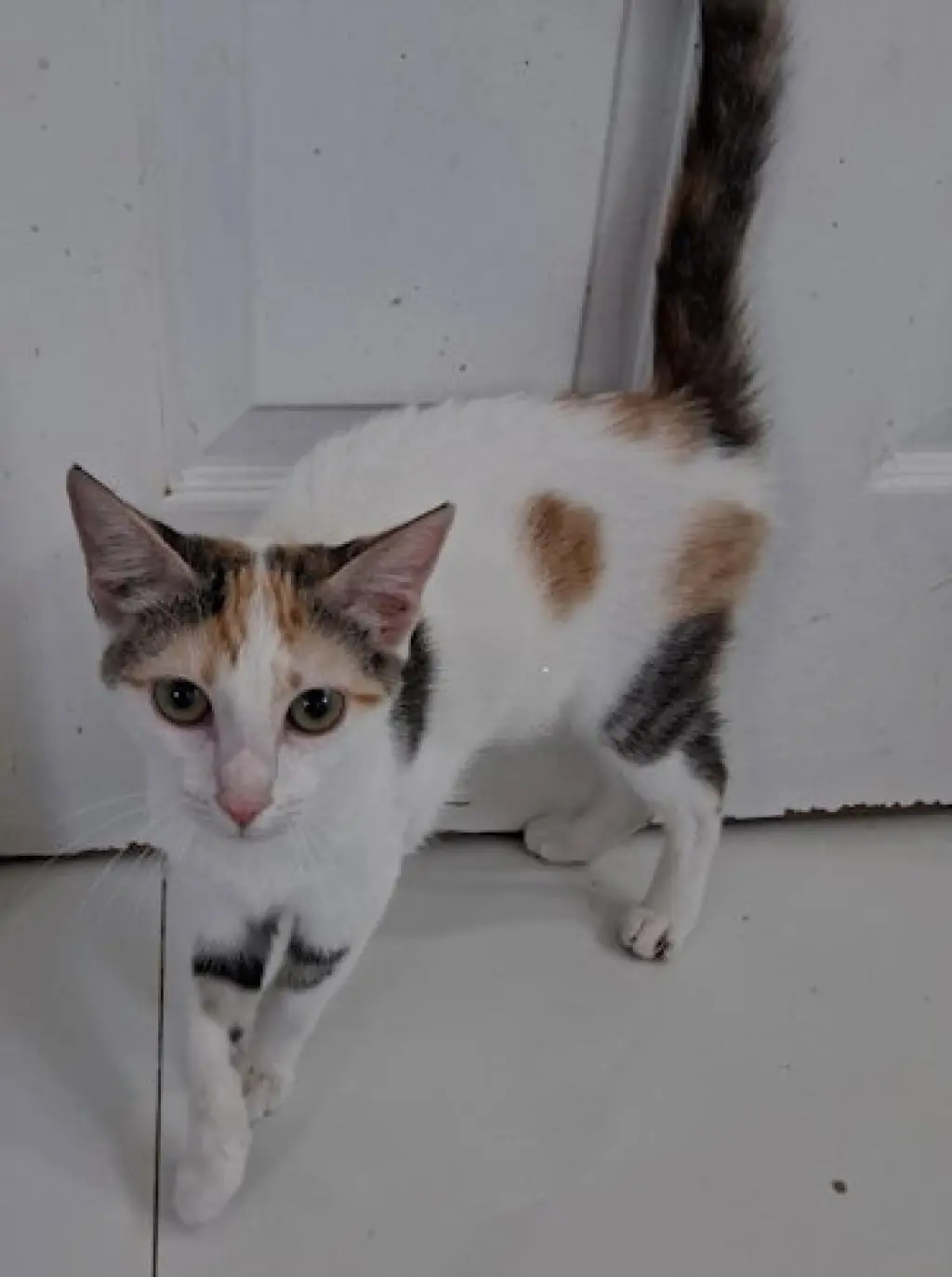 Missy J - PSP Foster Home