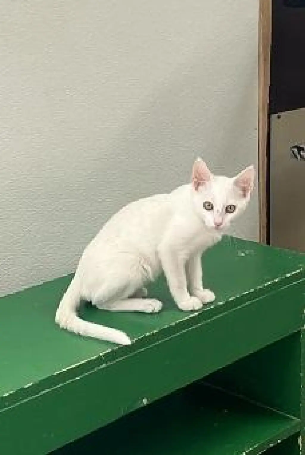 Kitten 28057 (Butters)